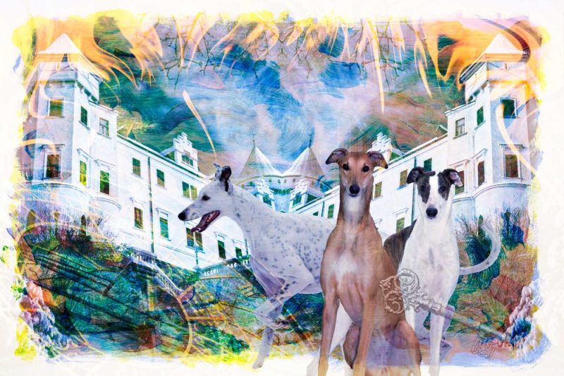 Collage Animals - Greyhounds