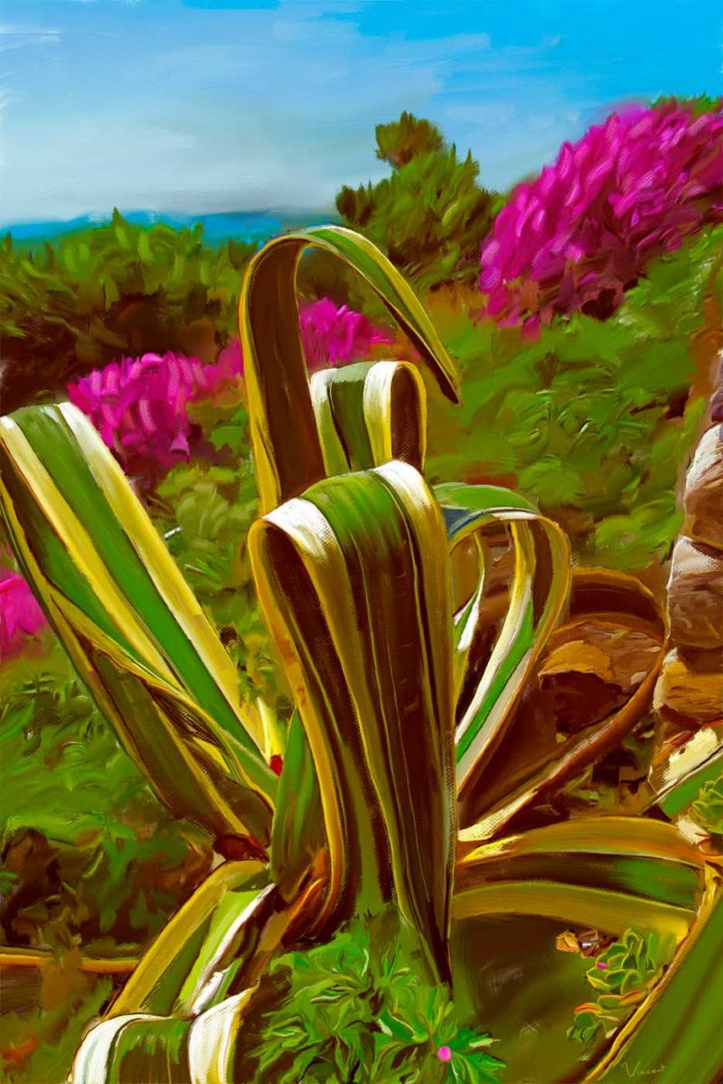 Cactus @ St. Michael's Mount