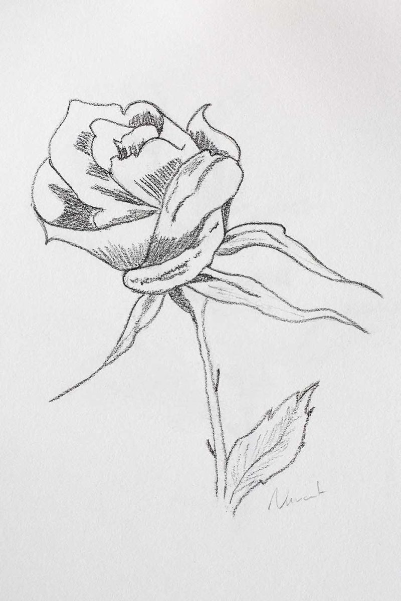 Rose Sketch 3