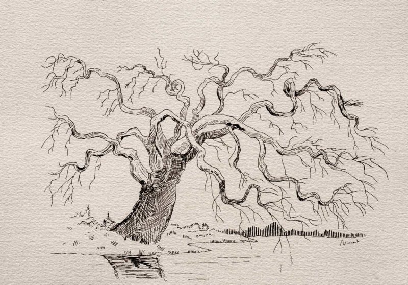 Ink Drawing of a Dead Tree